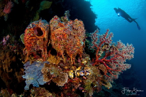 At the drop off, Bunaken, Sulawesi. by Filip Staes 